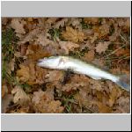 Majdalena 2.11.2008-12.JPG